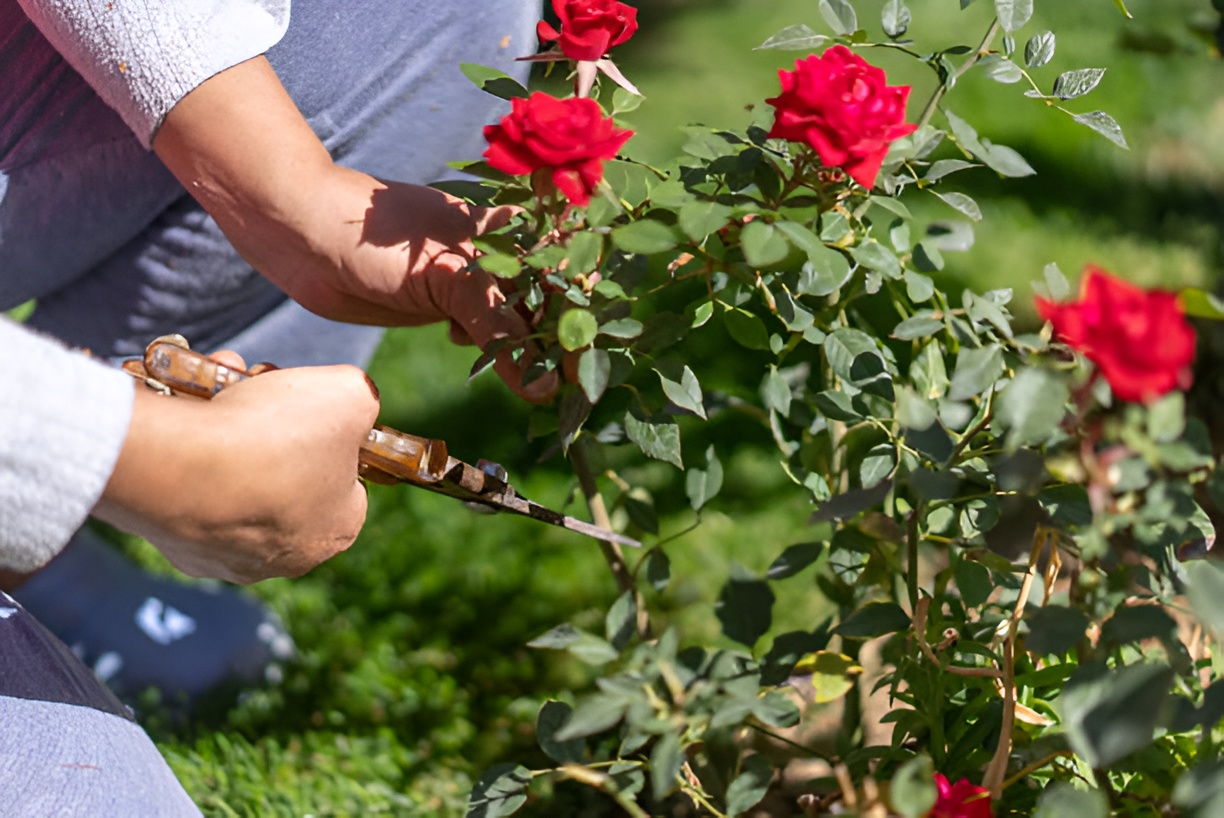 close-up of a woman pruning roses