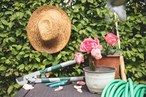 pink roses in a pot and pruning scissors